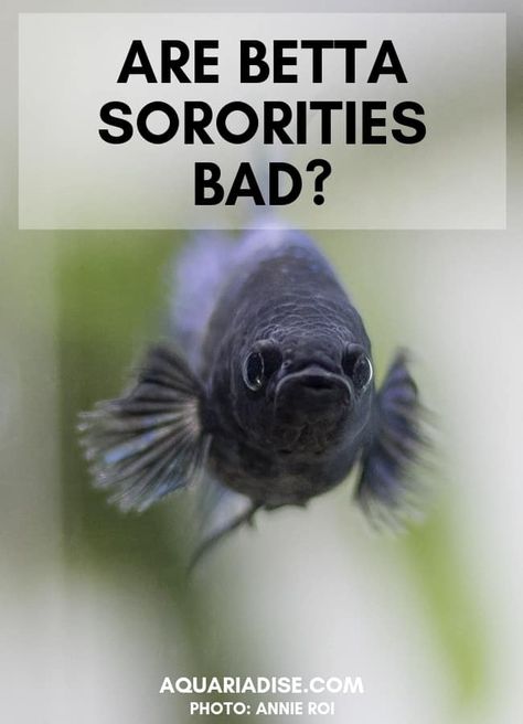 Betta Fish Sorority Tank Ideas, Multiple Betta Fish Tank Ideas, Female Beta Fish Sorority, Betta Fish Sorority Tank, Betta Sorority Tank Ideas, Sorority Tank Betta, Beta Sorority Fish Tank, Female Beta Fish, Betta Sorority Tanks