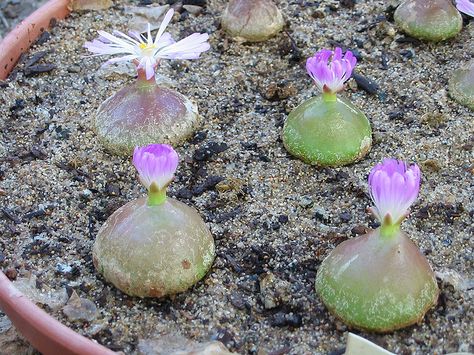 Conophytum Burgeri, Succulent Species, Succulent Bonsai, Air Plant Terrarium, Plant Information, Unusual Plants, Succulent Terrarium, Faux Succulents, Cactus Y Suculentas