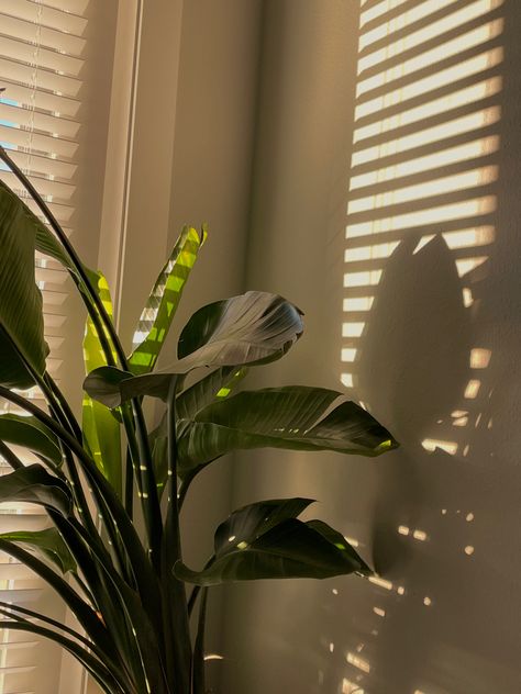 Sunlight Home, Morning Sunlight, Airy Aesthetic, Sunlight Aesthetic, Sun Window, Sunlight Photography, Sun Aesthetic, Cozy Furniture, Morning View