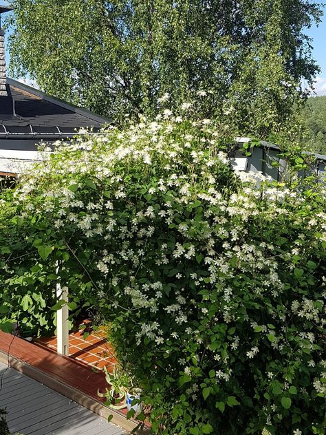 Summer Snow, Snow In Summer, Patio Party, Outdoor Rooms, Clematis, Cottage Garden, Garden Inspiration, Container Gardening, Beautiful Gardens