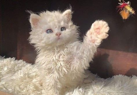 Curly Haired Cat, Kaori Yuki, Ayami Kojima, Avenging Angel, Eric Draven, Selkirk Rex, Heartwarming Photos, White Kitten, Dark Paradise