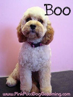 possible groom pattern?                                                                                                                                                                                 More Goldendoodle Summer Haircut, Cockapoo Haircut Styles, Poochon Dog Grooming Styles, Japanese Grooming, Cavapoo Full Grown, Cockapoo Haircut, Teddy Bear Head Dog Grooming, Cockapoo Grooming, Cute Cockapoo