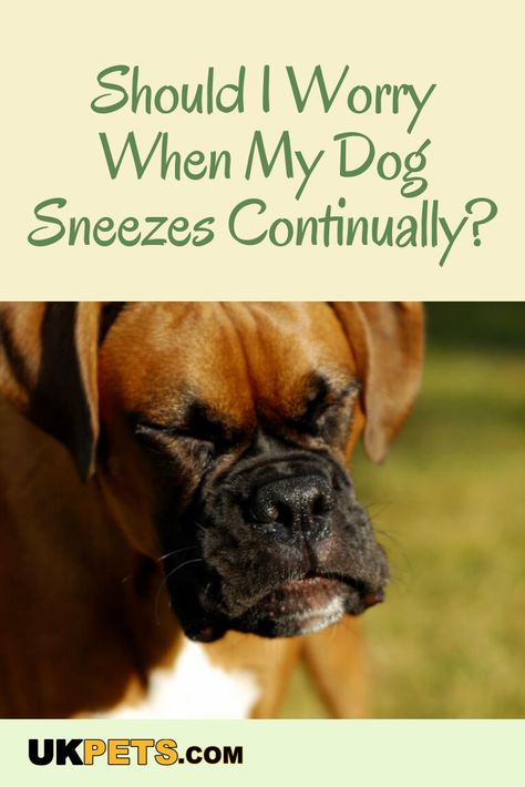 Dog Sneezing Remedies, Sneezing Remedies, Dog Sneezing Funny, Reverse Sneeze In Dogs, Dog Allergies Remedies, Dog Seasonal Allergy Remedies, Excessive Drooling In Dogs, Dog Sneezing, Heath Tips