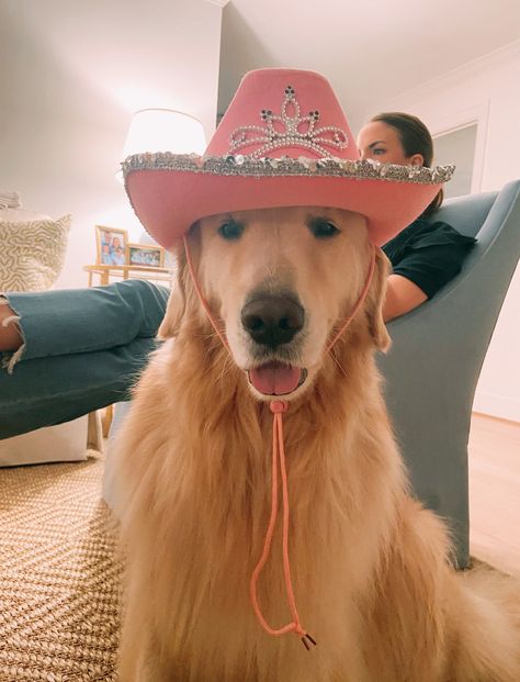 Golden Retriever Dressed Up, Preppy Animals, Preppy Dog, Dress For Beach, Puppy Costume, Golden Puppies, Very Cute Puppies, Really Cute Puppies, Dog Cuts