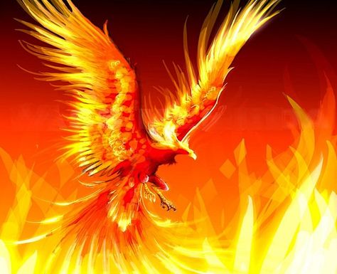 Phoenix Bird HD Image. Phoenix Artwork, Phönix Tattoo, Phoenix Tattoo Design, Charcoal Drawings, Phoenix Rising, Phoenix Bird, Mythical Animal, Fire Bird, Mythical Beast