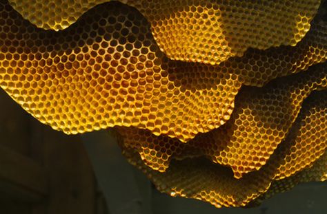 Bee House, Fluid Dynamics, Cell Wall, Bee Art, Ways Of Seeing, Bee Keeping, Color Textures, Bee Hive, Interactive Design