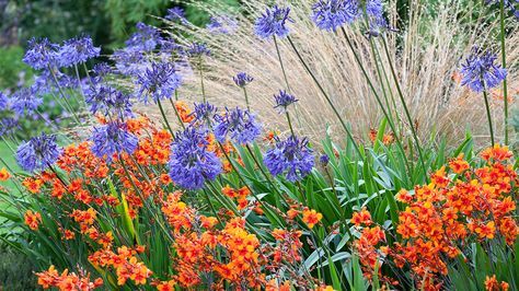 Agapanthus 'Loch Hope', and Crocosmia 'Walberton Bright Eyes' with Chionochloa rubra. September. Foggy Bottom. Montbretia Crocosmia, Crocosmia Lucifer, Agapanthus Africanus, African Lily, Easy Perennials, Perennial Grasses, Fragrant Garden, Perennial Border, Garden Shrubs