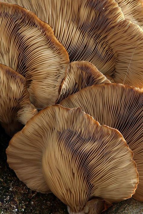 Champignon Aesthetic, Organic Patterns In Nature, Macro Fotografie, Nature Inspired Fashion, Texture Inspiration, Texture Photography, Kunst Inspiration, Chiaroscuro, Natural Forms