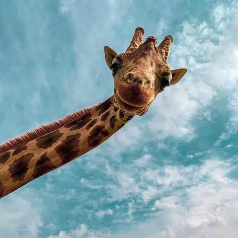 It kind of looks like the giraffe took the picture it self!😂 Do you have a pat that should take a selfie?🤔 . Follow @travel4tan for more… Animal Selfies, Giraffe Feeding, Smiling Animals, Bbc Earth, Giraffe Art, Destination Voyage, Baby Giraffe, Picture Credit, Funny Animal Memes