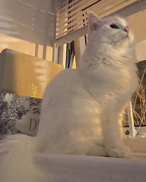 Turkish Angora Cat Aesthetic, Angora Aesthetic, Turkish Angora Kitten, Gato Angora, Turkish Cat, Cat Aesthetic Wallpaper, Angora Cat, Cat Persian, Turkish Angora Cat