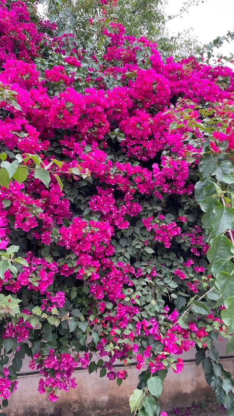 Iphone Wallpaper Landscape, Wallpaper Landscape, Save The Date Designs, Money Images, Good Morning Image Quotes, Flowers Wall, Flower Backdrop, Bougainvillea, Wedding Saving