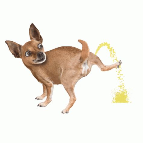 Jeepman Jeepman Pack Mm Sticker - JEEPMAN JEEPMAN Pack MM Pee - Discover & Share GIFs Dog Pee, Animated Gif, Cool Gifs, To Draw, Gif, Drawings, Dogs, Quick Saves