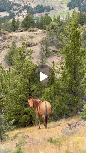 Skydog  Sanctuary on Instagram: "What a truly extraordinary sight - and sound ❤️ Janelle went out to get eyes on Pete the zorse and his mares and sent me this.  We all know how Pete loves his freedom and likes to take his three mares Soleil, Hera and Strongheart to the wildest, farthest corners of the ranch. We have yet to open the top gate which takes him over to his favorite land but we see them on the game camera checking it daily.  They want to make sure as soon as it opens that they’re the first through to claim the vast area which is even more rugged and wild.  Strongheart and Soleil were with them, albeit to the side, but seeing this zorse with the wildest of wild mares is astonishing.  Hera was the lead mare of Apollo, another of the wildest horses at Skydog, but she chose friendsh Wild Horse Videos, Livestock Auction, Quarter Horse Mare, Real Cowgirl, Wild Horses Running, Wild Horses Photography, Mare Horse, Game Camera, Horse Info