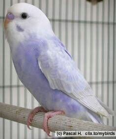 April 2013- I got my first bird, a purple budgie. I named the bird Buddy. Buddy was literally my life. Everyday I would take Buddy out of his cage and he would sit on my shoulder 24/7. I would do everything, from eating to doing homework to getting ready for school, with him on my shoulder. Unfortunately only two weeks after I got Buddy, he passed away for an unknown reason. I loved Buddy and still miss him. Vogel Gif, Parakeet Bird, Budgies Bird, Budgie Parakeet, Pet Bird, Exotic Birds, Pretty Birds, Colorful Birds, Cute Birds