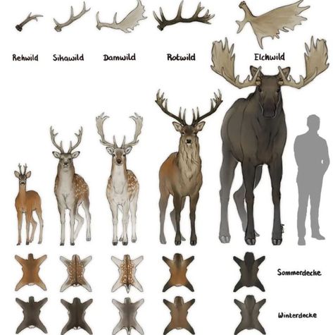 German Cervidae size pelt and antler chart deer Elk Reference, Wilderness Animals, Live In Germany, Comic Ideas, Sika Deer, Fallow Deer, Art Advice, Roe Deer, Animal Study