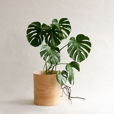 The New Flor Planter by Plyroom Best Bathroom Plants, Chinese Plants, Modern Plant Stand, Paper Plants, Wood Plant Stand, Iron Plant, Planter Design, Bathroom Plants, Interior Plants