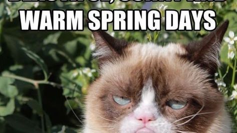 15 Funny Spring Memes To Get You Through These Chilly "Spring" Days Spring Funny Quotes, Spring Meme, Spring Jokes, Angry Cat Memes, Spring Funny, Summer Humor, Grumpy Cat Humor, Angry Cat, Warm Spring