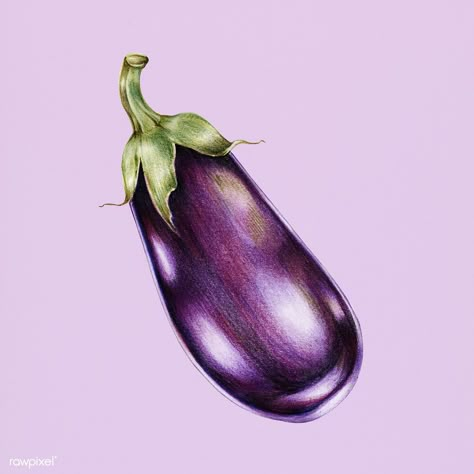 Hand drawn watercolor of eggplant | premium image by rawpixel.com Eggplant Illustration, Colored Pencil Artwork Ideas, Vegetable Drawing, Fruit Art Drawings, Vegetable Print, Vegetable Painting, Color Pencil Sketch, Prismacolor Art, Fruits Drawing