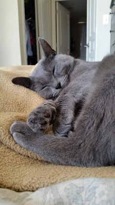 Cute Gray Cat, Cute Grey Cat, Cats Gray, Korat Cat, Chartreux Cat, Gray Cats, Cat Grey, Cat Power, Russian Blue Cat