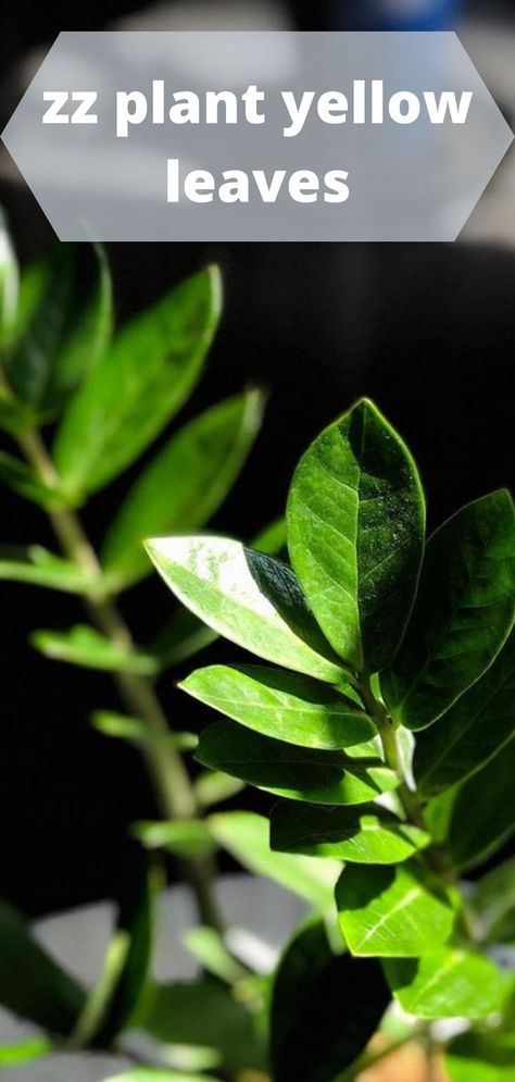 The scientific name for the zz plant is zamioculcas zamiifolia, and it is also known as the zz plant. Zombia folia is a common houseplant that is well-known for its capacity to thrive in low-light situations. It is also noted for its ability to reproduce. It is possible to notice that this plant is arching over a little bit more on its side, practically in the form of a c-shape #zzplant #zzplantyellowleaves #zzplantcare #zzplantcareyellowleaves #zzplantrepotting #zzplantpropagation #pllantcare Zz Plant Care, Zamioculcas Zamiifolia, Zz Plant, Plant Problems, Scientific Name, Yellow Leaves, Low Lights, Plant Care, House Plants