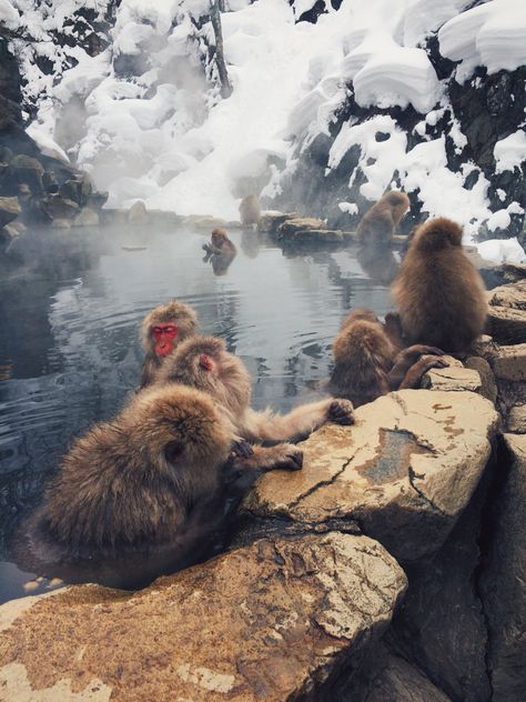 Snow Monkeys in Japan Snow Monkeys, Snow Monkey, Brown Bear, Monkeys, Best Gifts, Japan, Animals