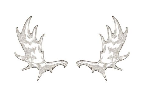 Elegant drawing of elk or moose antlers ... | Premium Vector #Freepik #vector #vintage-animal #moose #wildlife-logo #woodcut Antlers Drawing, Baroque Decor, Moose Antlers, Decorative Design, Vector Photo, Design Element, Antlers, Premium Vector, Moose