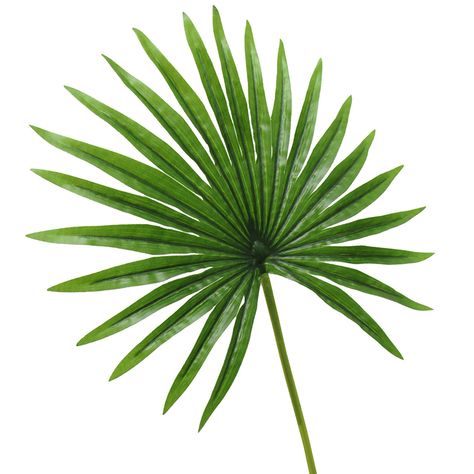 Natural and unique in shape, these faux palm leaf stems exude a natural and lively feel for your home, office, or special event venue. Crafted with high quality materials, they offer a practical alternative to fresh plants with a realistic look. Add a touch of botanical elegance to any space, without the need of daily Fan Palm Leaf, Fan Palm, Lawn Chairs, Zen Garden, Outdoor Dining Set, Palm Leaf, Outlet Store, Outdoor Wall Decor, Outdoor Ceiling Lights