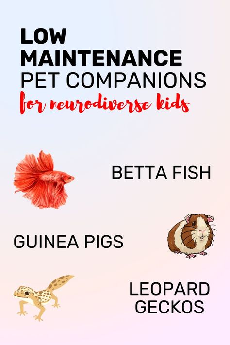 Low-maintenance pets, we got you! We’ve rounded up the perfect companions for neurodiverse kids – less stress, more smiles! Find your kiddo’s next best buddy now. 🐾 #NeurodiverseParenting #LowMaintenancePets #LifeSkills Low Maintenance Pets For Adults, Easy Pets To Take Care Of, Low Maintenance Pets, Health Routine, Social Skills Groups, Busy Family, Emotional Regulation, Special Needs, Betta Fish