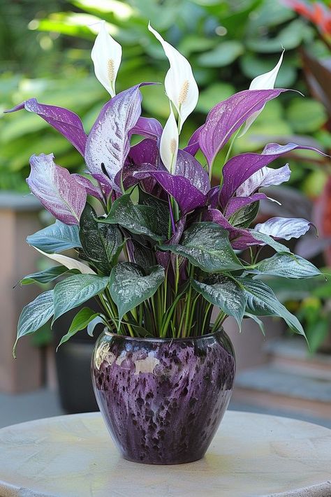 Greenhouse Lovers Purple Plant Aesthetic, Purple Tropical Plants, Inside House Plants, Purple Majesty Plant, Caladium Moonlight, Peace Lilies, Heuchera Palace Purple, Anthurium Flower, Small Front Yard Landscaping