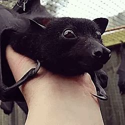 Bat Stimboard, Bat Gif, Sensory Gifs, Stim Gifs, Stim Board, Marceline The Vampire Queen, Fruit Bat, Baby Bats, Vampire Queen