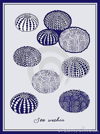 Sea Urchin Tattoo, Sea Urchin Drawing, Mishima Ceramics, Sea Shell Illustration, Sea Urchins Art, Underwater Illustration, Shell Tattoos, Geometry In Nature, Sea Urchin Shell