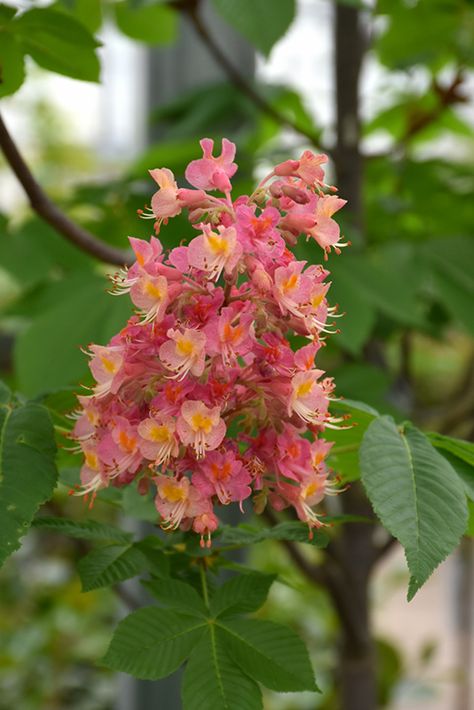 Fort McNair Red Horse Chestnut (Aesculus x carnea 'Fort McNair') at Oakland Nurseries Inc Red Horse Chestnut Tree, Horse Chestnut Tree, 1920 Bungalow, Novi Michigan, Horse Chestnut Trees, Chestnut Tree, Parker Colorado, Red Chestnut, Diy Garden Fountains