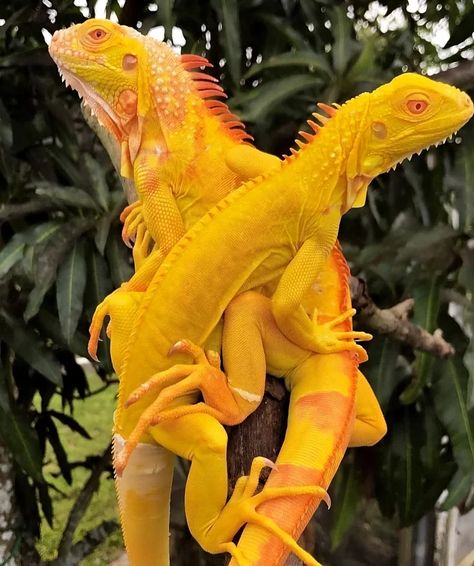 Iguana Pet, Cute Lizard, Cute Reptiles, Pet Snake, Reptile Snakes, Animal References, Chameleons, Unusual Animals, Reptiles Pet