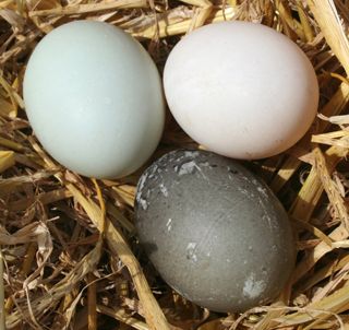 Indian Runner Ducks, Duck Egg Colour, Backyard Ducks, Duck Coop, Raising Ducks, Runner Ducks, Duck House, Duck Eggs, Animal Husbandry