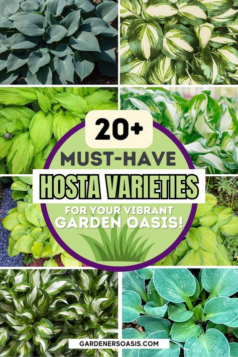 Hosta Varieties: 20+ Of The Best (Not Boring) Plaintain Lilies For Your Garden | Gardens Partial Shade Perennials, Shade Perennial Garden, Shade Flowers Perennial, Perennial Bushes, Garden Shade, Hosta Varieties, Shade Loving Perennials, Light Purple Flowers, Hosta Gardens