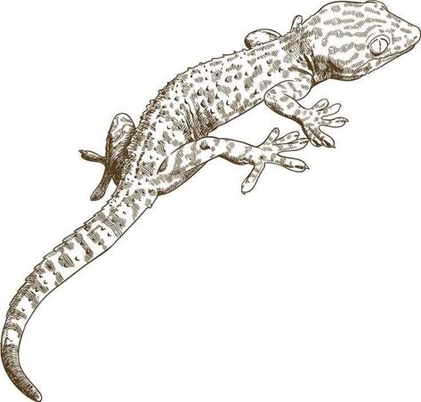 Reptile Drawing, Gecko Drawing, Features Sketches, Lizard Drawing, Zoo Drawing, Tokay Gecko, Gecko Tattoo, Lizard Species, Beautiful Dawn