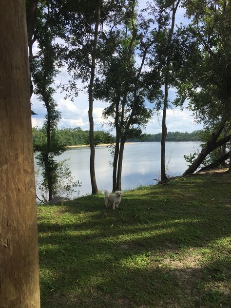 Summer In Florida, Florida Home, Beautiful Country, Country Home, Real People, Country Living, Country House, Tree Trunk, Florida