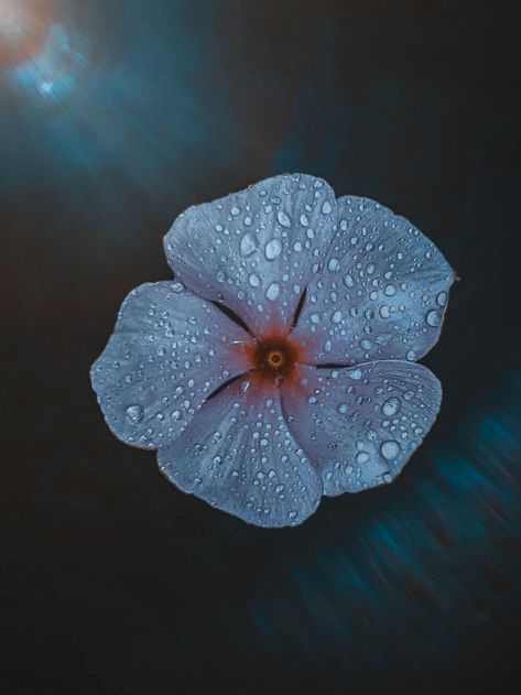 Water Droplets On Flowers, Plant Fungus, Water Droplets, Water Flowers, Iphone Icon, Water Drops, Flowers Photography, Natural Beauty, Hello Kitty