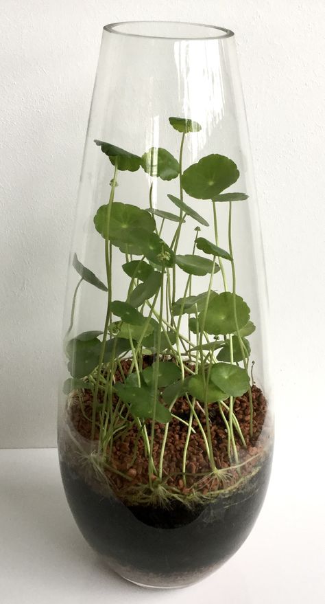 Plant In Glass Bottle, Plant In Glass Jar, Plants In Glass Bowl, Plant Ideas Indoor, Indoor Plant Hacks, Indoor Plant Ideas, Tabletop Terrarium, Water Plants Indoor, Tanaman Air