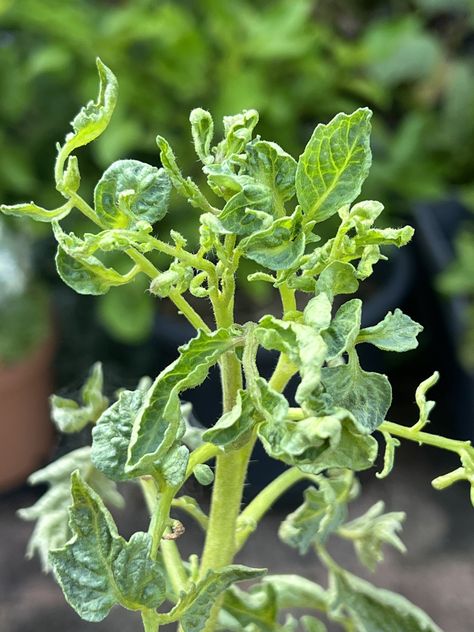 Curled Tomato Leaves & Herbicide Damage - The Gourmantic Garden Tomato Leaves Curling Up, Tomato Leaves Curling, Tomato Leaves, Compost Mulch, Seed Raising, Tomato Vine, Garden Problems, Tomato Seedlings, Tomato Season