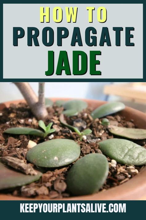 Jade is a beautiful and easy to care for houseplant. It’s also super easy to propagate! Here’s how to propagate jade plants! Propagating Jade Plants, Propagate Jade Plant, Jade Plant Care, Succulent Potting Mix, How To Grow Plants, Jade Tree, Journey Of Growth, Rooting Hormone, Jade Plant