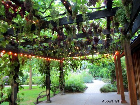 Grape Vine Pergola Patio, Front Yard Grape Vineyard, Pergola With Grape Vines, Grapes On Pergola, Grape Pergola Ideas, Grape Patio, Blackberry Arbor, Grape Vines In Backyard, Grape Arbor Ideas