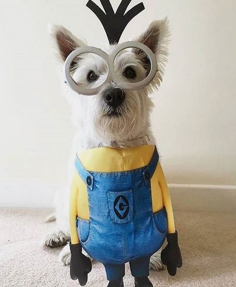 14 Schnauzer Costumes For Halloween 2019 | Page 2 of 3 | PetPress Halloween Costumes Pretty, Halloween Costumes Trendy, Best Dog Halloween Costumes, Funny Pet Costumes, Epic Halloween Costumes, Cute Dog Costumes, Animal Halloween Costumes, Costumes For Halloween, Pretty Halloween Costumes