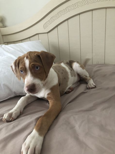 Catahoula Leopard Dog. Her name is Annie! Dog Goals, Louisiana Catahoula Leopard Dog, Golden Retriever Grooming, Pit Bull Puppies, Golden Retriever Puppies, Catahoula Leopard, Catahoula Leopard Dog, Leopard Dog, Retriever Puppies