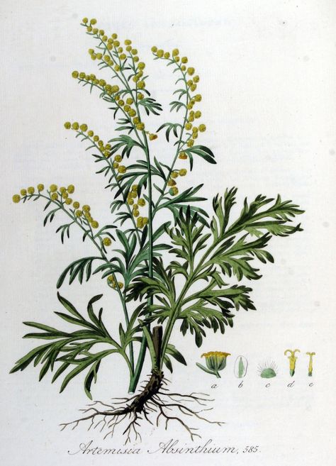 Wormwood, Absinthe - Artemisia absinthium -  Medicinally Wormwood has been used to make a bitter tonic to stimulate appetite and improve digestion - circa 1885 www.swallowtailgardenseeds.com/herbs/wormwood.html#gsc.tab=0 Artemisia Plant, Wormwood Plant, African Herbs, Artemisia Absinthium, Plant Drawing, Absinthe, Botanical Drawings, Plant Illustration, Medicinal Herbs