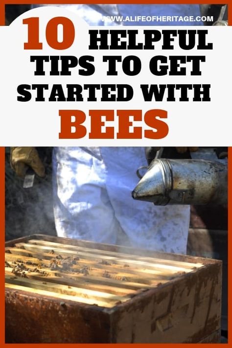 Beekeeper smoking his hive and thinking about 10 helpful tips to get started with bees How To Start Beekeeping, Beekeeping For Beginners, Raising Bees, Beekeeping Equipment, Backyard Beekeeping, Honey Bee Hives, Bee Hives, Hobbies To Try, Bee Keeper