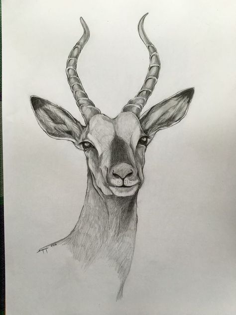 Nature Drawings Animals, Animal Drawings Black And White, Wildlife Sketches Pencil, Animals To Draw Realistic, Pencil Drawings Of Animals Wildlife, Realistic Drawings Animals, Gazelle Sketch, Animals Sketches Pencil, Pencil Realistic Drawings