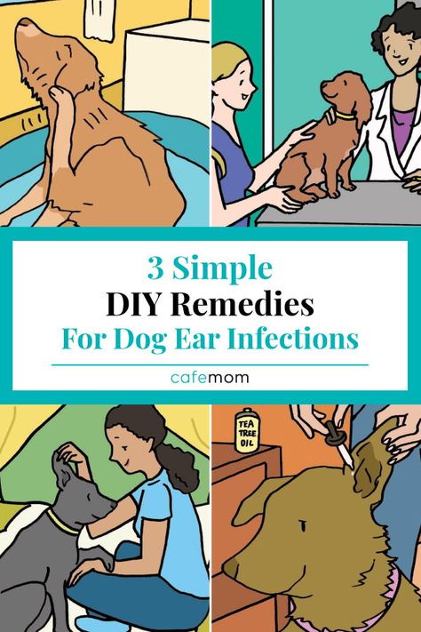 3 Simple Home Remedies For Dog Ear Infections: If you have a dog, chances are you’ll deal with a dog ear infection at some point. Here are 3 simple DIY remedies to treat these infections. #naturalremedies #dogs #doggieearinfection #dogearmite Yeast In Dogs Ears, Itchy Dog Ears, Yeast In Dogs, Dog Ear Mites, Dog Ear Infections, Dogs Ears, Dogs Ears Infection, Itchy Dog, Coconut Oil For Dogs