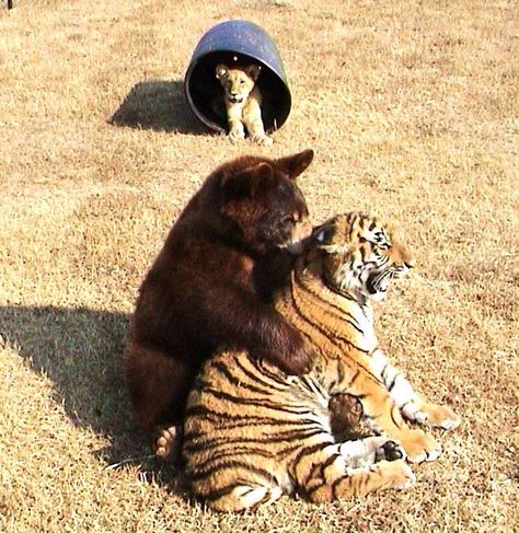 Lion, Tiger, & Bear Become Friends After Being Rescued As Cubs - InspireMore Unusual Animal Friends, Unlikely Animal Friends, Shere Khan, Unusual Animal Friendships, Bizarre Animals, Noahs Ark Animals, American Black Bear, Unlikely Friends, African Lion