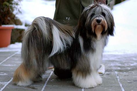 Falamandus tibetan terriers Tibet Terrier, Bernedoodle Puppy, Tibetan Terrier, Bearded Collie, Dog Cuts, Animal Magic, Purebred Dogs, Terrier Puppies, Lhasa Apso